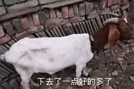 新手养羊遇到羊下巴浮肿，简单一款药就有效果，你知道吗？视频封面