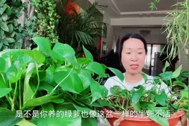 绿萝半死不活生长状态玩，赶快给它“喝点”这样黑水吧！视频封面