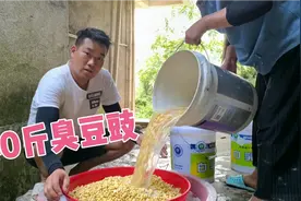 40斤黄豆泡发一晚，煮上6个小时，发酵4天，制作出又香又臭的豆豉视频封面