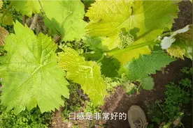 很多朋友都说这种葡萄，比阳光玫瑰还好吃，甜度高香味浓易出果！视频封面