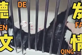 [发情]正开脸德文母猫发情了原声视频封面