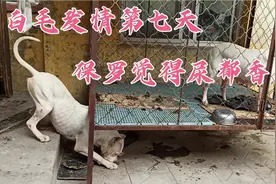 保罗这是有多急啊，这才发情第七天觉得白毛的尿都是香得，到处闻视频封面