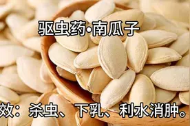 介绍驱虫药•南瓜子，既可作零食，又为中药，善杀虫而利水消肿。视频封面