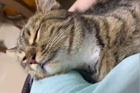 猫咪躺在身上舒服的不肯下来，还发出咕噜噜的马达声视频封面