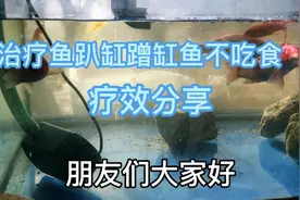 治疗锦鲤趴缸底蹭缸不吃食，药浴加温，下黄粉，痢特灵疗效分享。视频封面