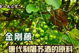 湛江农村有金刚藤，真正有用的部位在根部，古代制屠苏酒的原料视频封面