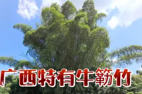 广西特有的牛簕竹大熊猫哥家有一颗，想卖但不知行情，你们知道吗视频封面
