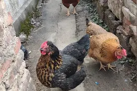 喂鸡吃米饼，小黑鸡被踩背，旁边母鸡呆呆看着视频封面