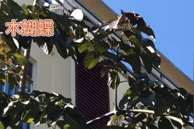 身边的草药（324续），木蝴蝶，现代研究介绍视频封面