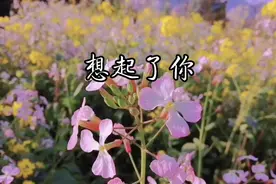 往昔的回忆，在晚风中重现，那些过往，是不是你最美的情怀？视频封面