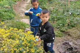 黄菊花的黄，黄菊花的香，两兄弟采来泡起喝，说有神奇功效？视频封面