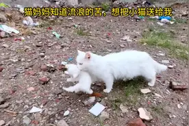 猫妈妈知道流浪的苦，想把小猫送给我视频封面