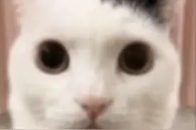 小猫的表情包(可以在评论区补充)视频封面