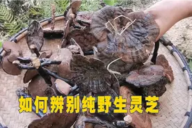 野生灵芝辨别简单方法，只需要看这几点，你学会了吗视频封面