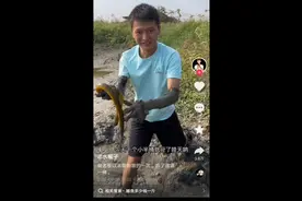 水猴子抓黄鳝假的不得了，农村娃的我实在看不下去，留给城里娃看