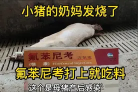 母猪产后感染发烧，常用退烧针一点用没有，氟苯尼考打上就退烧。视频封面