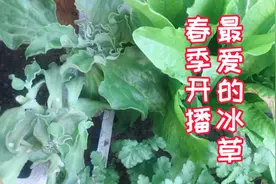 美味的冰草阳台种起来，种子难发芽，盖子土一定要注意视频封面