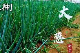 夏季种葱叶片出现白点和干尖，是病害造成的吗？农村妹子道出实情视频封面
