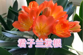 接上期视频，只要方法得当君子兰发根问题不大。视频封面