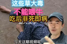只因吃了一种草11头牛死了9头还有五种草，牛吃后非死即病