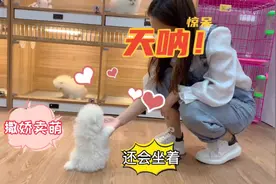 粉丝来犬舍挑选狗狗，没想到第一次见面，竟然主动站起来求抱抱！视频封面