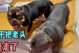 老头睡飘窗，恶霸犬占大床，六甲乐坏了！视频封面