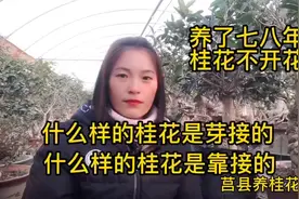 芽接桂花几年才开花？什么样的桂花是芽接的？芽接与靠接的区别？视频封面