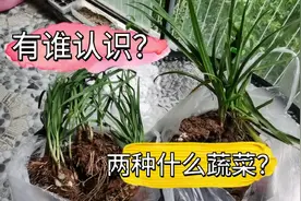 今天种两种四季蔬菜，可四季采收，新鲜蔬菜，随摘随吃！视频封面