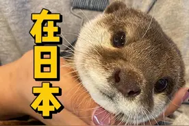 东京探店，撸天价水獭，毛毛好柔软好舒服今天带大家去日本超级萌视频封面