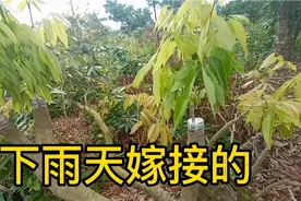 有人说下雨天嫁接不能活，来看一下3月4号5号下雨天嫁接的怎样？视频封面