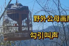 野外大山里公母画眉的叫声，互相勾引难得听到，收藏遛鸟备用超好视频封面