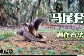 这个巴铁小哥不简单，自制马尾套上到老鹰下到麻雀都能抓。视频封面