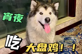 主人半夜点了一份大盘鸡，狗狗闻到香味激动的直跳，把狗狗馋坏了视频封面