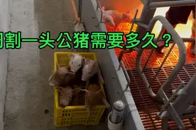 养猪场小伙挑战阉割一窝小公猪需要多久？视频封面