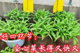 做好四环节，空心菜长得又快又嫩视频封面