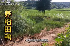 农村妹子买几百个小鸭子放稻田里养稻田鸭，专吃虫子，肉质鲜美！视频封面