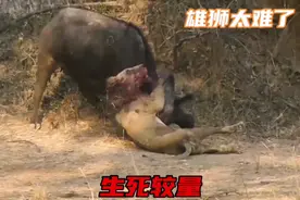 雄狮和母牛展开生死对决，为了不让母牛逃跑，雄狮直接把它抱住视频封面