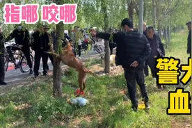 这样警犬到底有多厉害“指谁咬谁”，扑咬特别凶狠，只听主人的话视频封面
