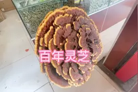丽江古城最大的忠义市场，特色的土特产，藏红花25一克贵吗？视频封面