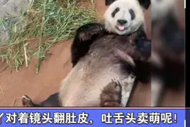 丫丫对着镜头翻肚皮，吐舌头卖萌呢！现在是彻底放开了，自在放松视频封面