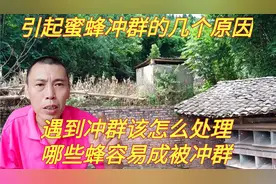 蜜蜂为什么会冲群？哪些群容易成被冲群？应该怎么正确处理视频封面