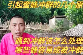 蜜蜂为什么会冲群？哪些群容易成被冲群？应该怎么正确处理视频封面
