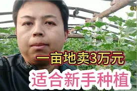 一亩地能卖3万元，这个甜瓜管理很简单，特别适合大棚新手种植视频封面