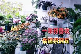 这几款菊花一年开四次，颜值高，花期长，值得拥有视频封面