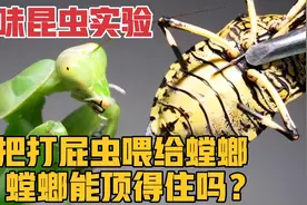 趣味昆虫实验，将打屁虫喂给螳螂，螳螂会不会被臭晕？视频封面