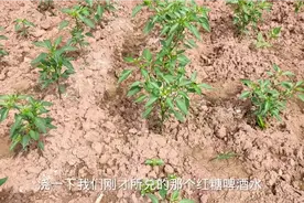 辣椒高产的秘诀，加4种东西混合灌根，辣椒绿色健康又高产视频封面