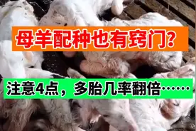 母羊如何快速配种？注意这四点多胎几率翻倍！视频封面