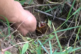 拐哥分享最详细的钓鳝过程，相信大家学会之后，也能轻松上大货视频封面