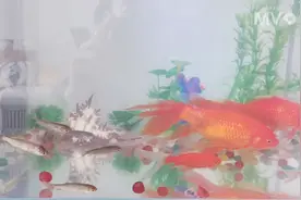 鱼缸养草鱼第三天 看看能不能养大视频封面