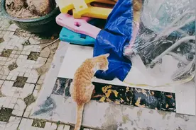 抓老鼠的MetOO视频封面